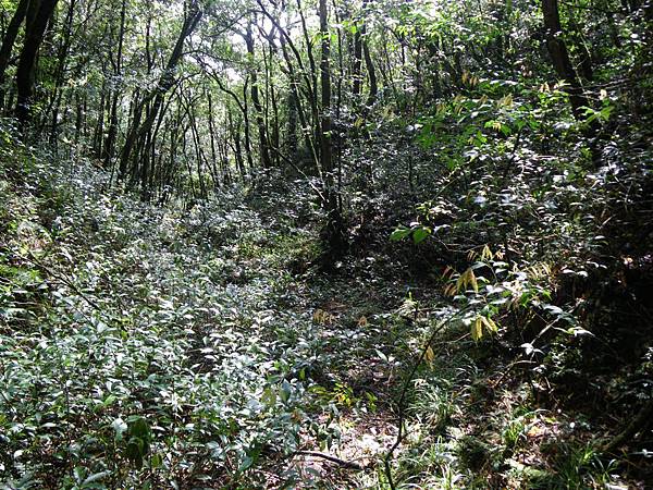 五重溪溯登逐鹿山_2009-03-01 10-57-51_0203.JPG