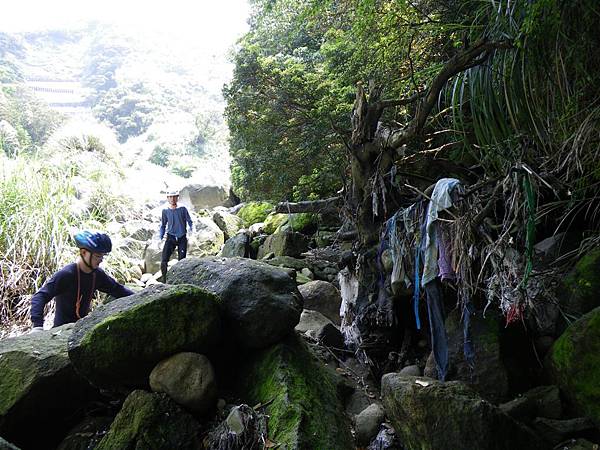 被沖下溪床，被樹枝纏住的垃圾(清理前)