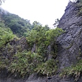 2009-05-28 13-27-03_實谷富溪溯登魔葉名病山_0105.JPG