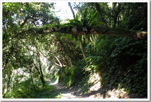 21999421:Cilan棲蘭-小泰山森林浴步道/午餐