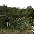 22012258:2008東山咖啡節－咖啡紅了..橘子綠了(仙湖-採椪柑)