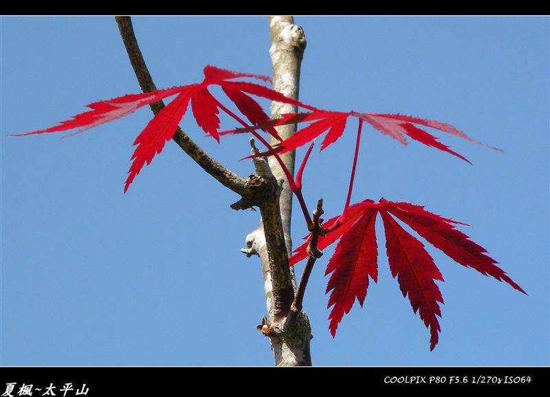 DSCN5621.jpg DSCN5621.jpg