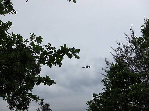 台東森林公園 緊鄰軍事基地 有好多戰機 在頭頂上飛來飛去.JPG