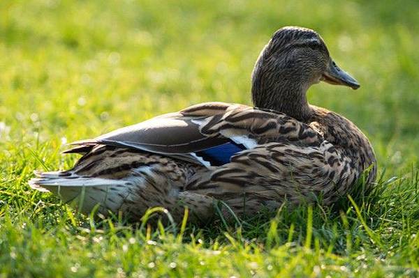 duck-resting-in-the-grass_432-19315919.jpg