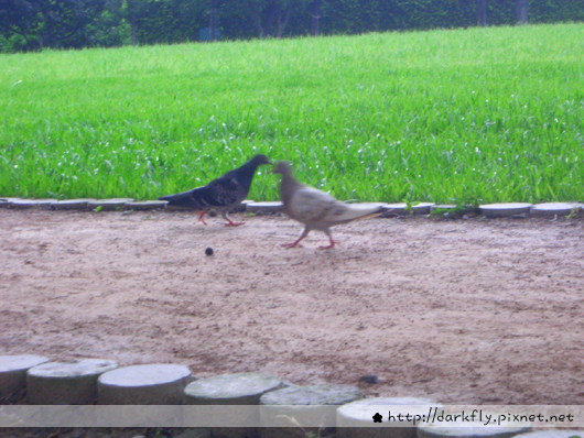 榮星公園