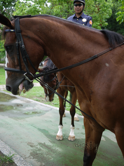 2010.05.29中央公園