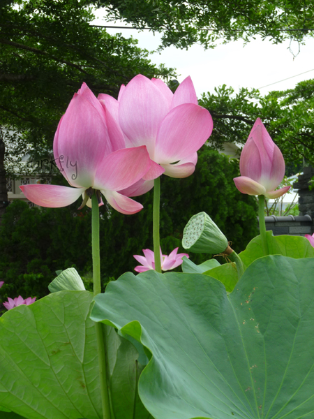 2010.05.22中興新村