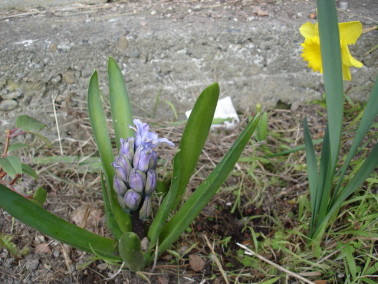 藍紫風信子和水仙