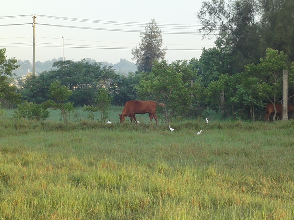 0905am06：23黃牛吃草，鷺鷥在周圍吃小蟲.JPG