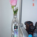 鐵達尼玫瑰