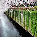 DSCF1614-1.jpg