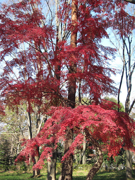 紅透透