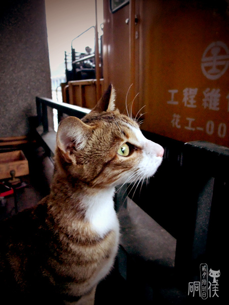 開始貓之旅