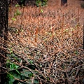 DSCF1620.jpg