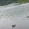 梅花湖小鴨