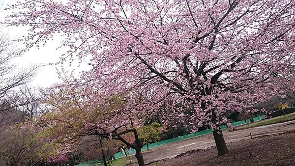 恩賜公園