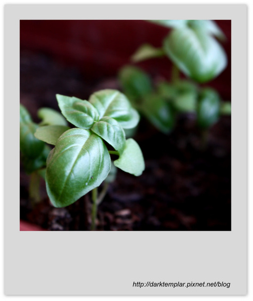 Basil & Onion with Shrimps (1).jpg Basil & Onion with Shrimps (1).jpg