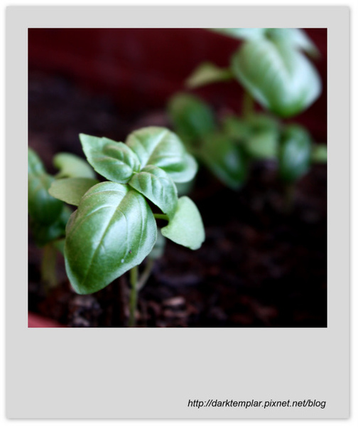 Basil & Onion with Shrimps (1).jpg