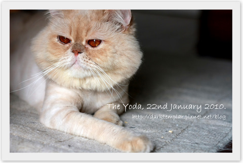 100122 The Yoda.jpg