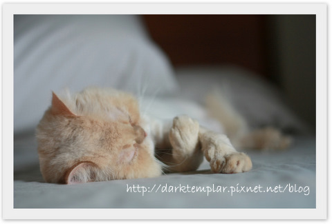 Yoda Sleeping.jpg Yoda Sleeping.jpg