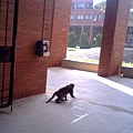 柴山的猴大王下山來學校找食物了