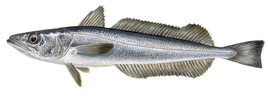 那個魚 鱈魚篇 兒馬子 痞客邦