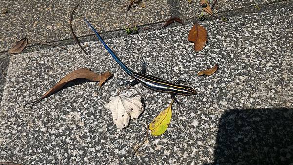 麗紋石龍子 麗紋石龍子