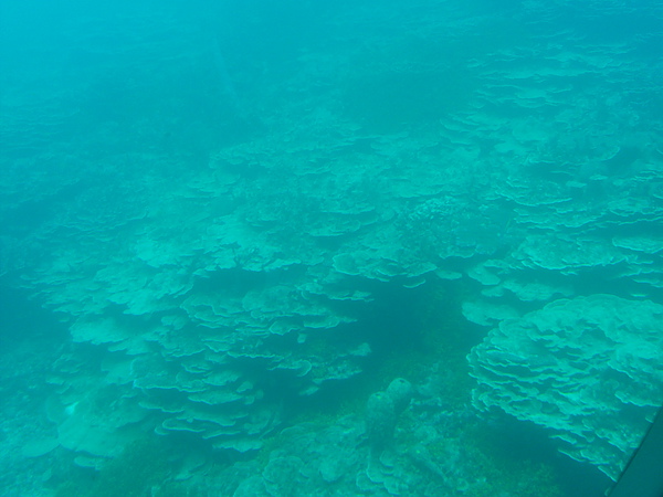 海底珊瑚礁