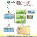 蔬菜中的硝酸鹽在體內變化