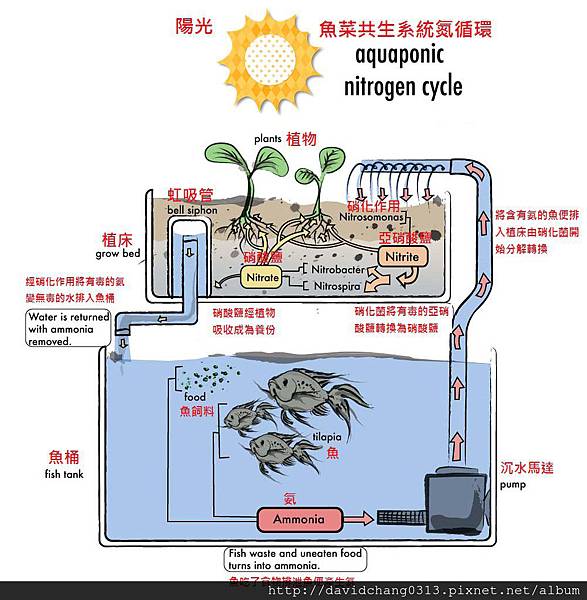 魚菜共生系統示意圖.jpg