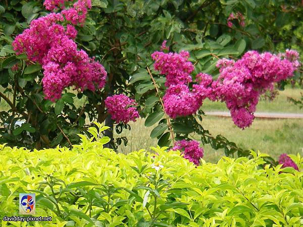 42-15紫薇的美麗哀愁