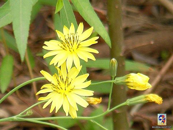 花飛花舞花滿天SANY0937-2.JPG