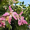 美人樹Chorisia speciosa-11