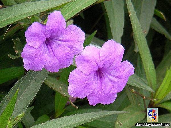 翠蘆莉Ruellia brittoniana-5