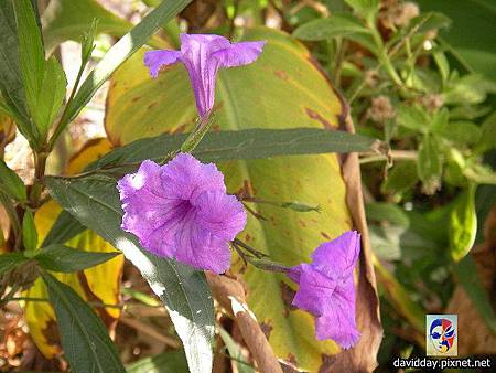 翠蘆莉Ruellia brittoniana-7