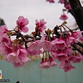 櫻花sakura-7SANY3187.JPG