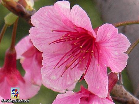 櫻花sakura-1 櫻花sakura-1
