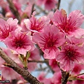 櫻花sakura-26SANY3252.JPG