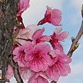 櫻花sakura-27SANY3255.JPG