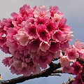 櫻花sakura-42SANY3299.JPG