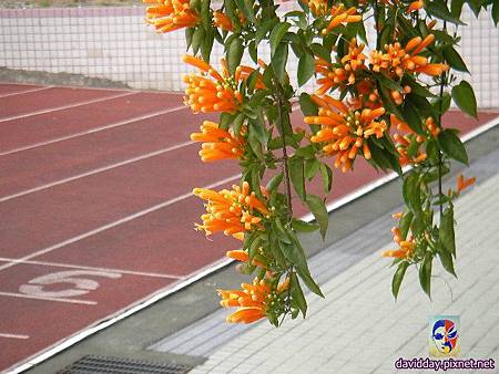 2015.2.炮仗紅SANY3501.JPG 2015.2.炮仗紅SANY3501.JPG