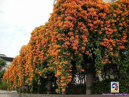 2015.2.炮仗紅SANY3503.JPG 2015.2.炮仗紅SANY3503.JPG