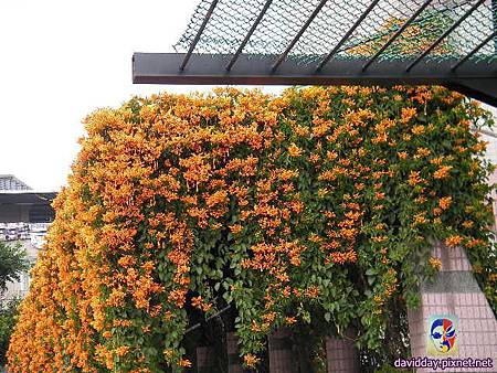 2015.2.炮仗紅SANY3506.JPG 2015.2.炮仗紅SANY3506.JPG