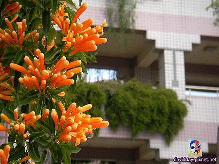 2015.2.炮仗紅SANY3510.JPG 2015.2.炮仗紅SANY3510.JPG