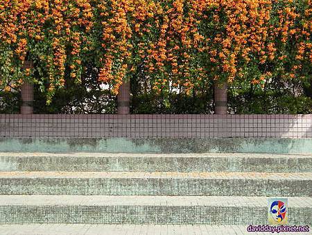 2015.2.炮仗紅SANY3514.JPG 2015.2.炮仗紅SANY3514.JPG
