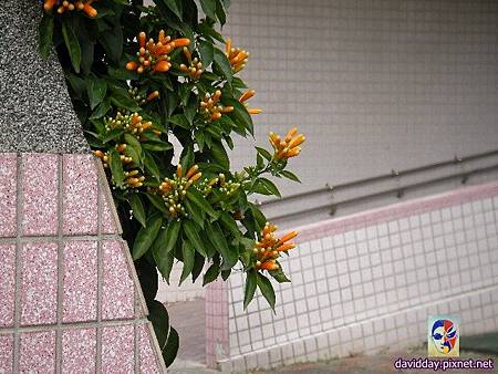 2015.2.炮仗紅SANY3518.JPG 2015.2.炮仗紅SANY3518.JPG