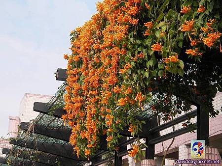 2015.2.炮仗紅SANY3528.JPG 2015.2.炮仗紅SANY3528.JPG