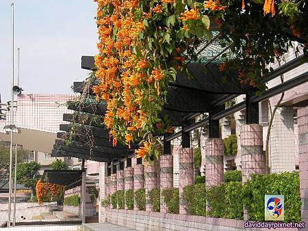 2015.2.炮仗紅SANY3529.JPG 2015.2.炮仗紅SANY3529.JPG