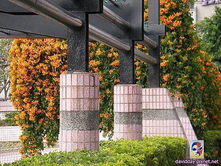 2015.2.炮仗紅SANY3530.JPG 2015.2.炮仗紅SANY3530.JPG