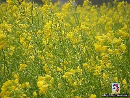 13.7油菜花SANY3332.JPG 13.7油菜花SANY3332.JPG